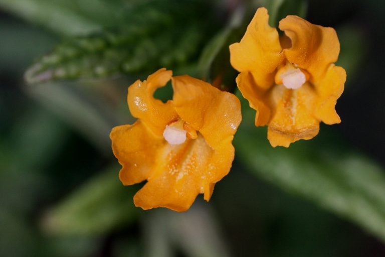 monkeyflower